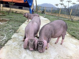 Giống lợn VCN-MS15